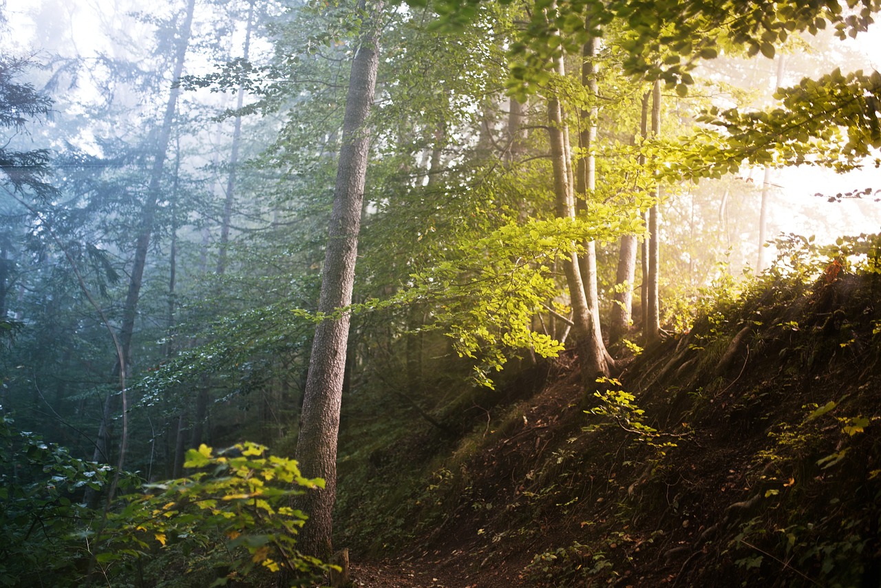 forrest, trees, fog-1533792.jpg